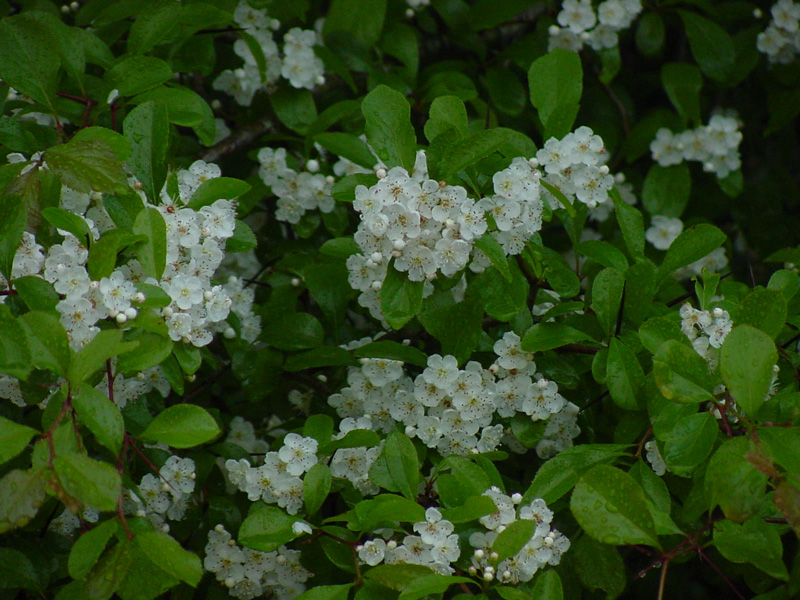 DSC18050