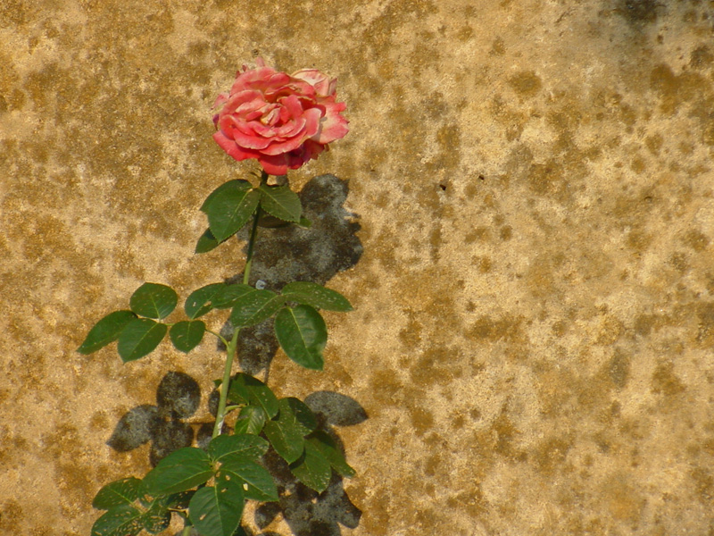DSC34094