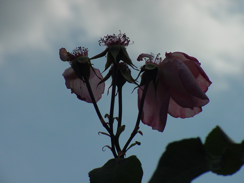 DSC35064