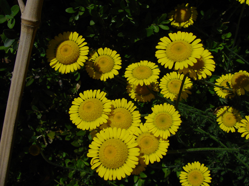 DSC37090
