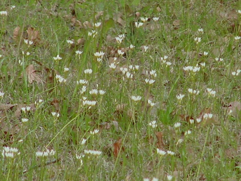 DSC40087