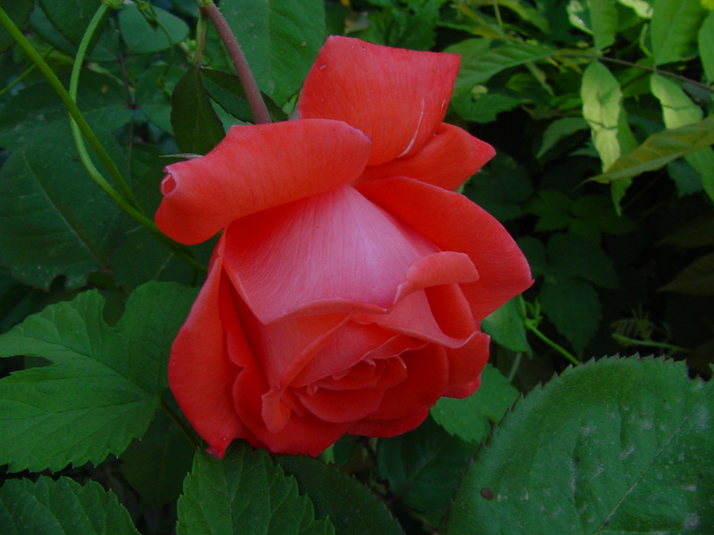 DSC43039