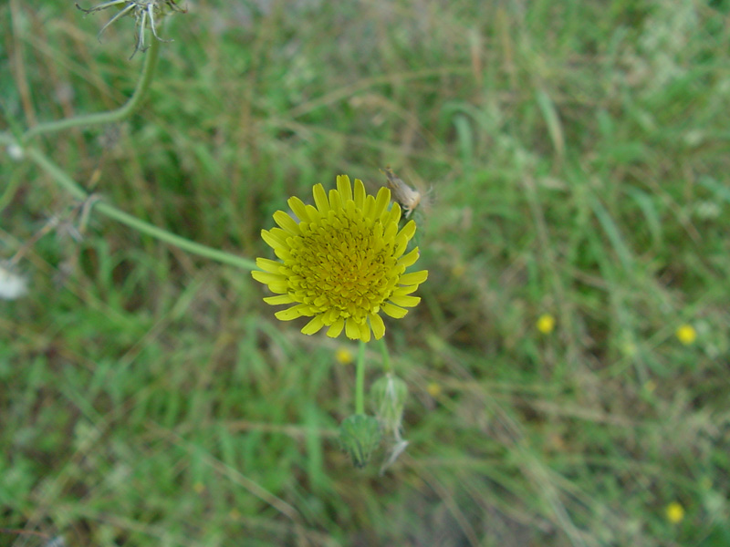 DSC43085