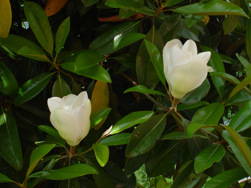 DSC45022