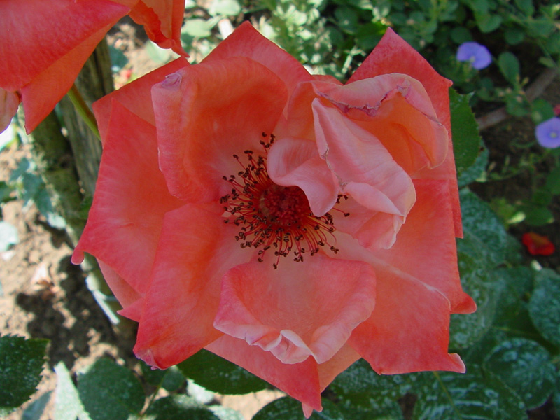 DSC45066