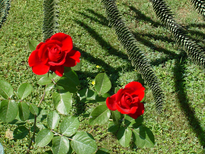 DSC45072