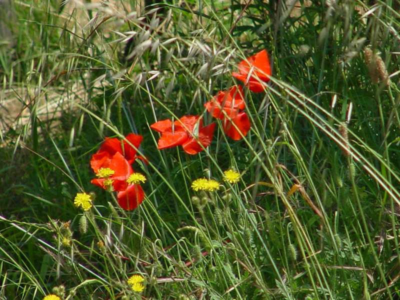 DSC45106