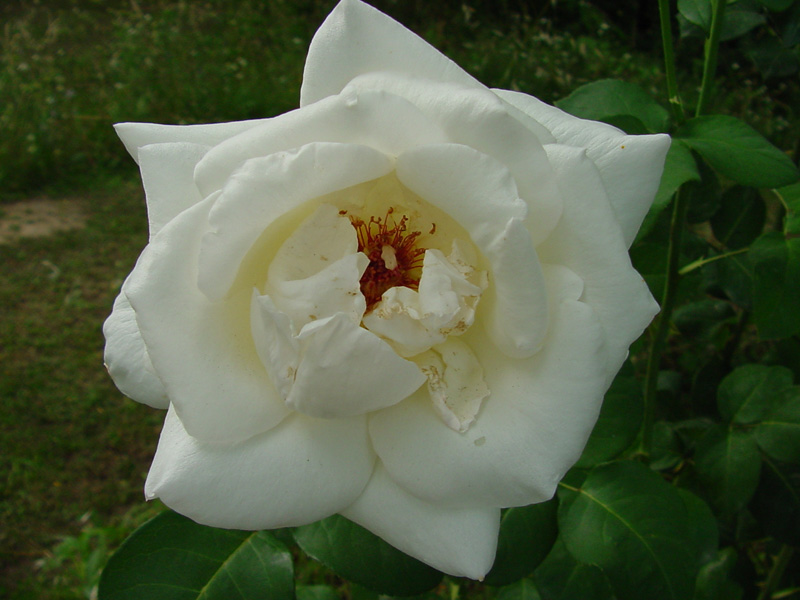 DSC47070