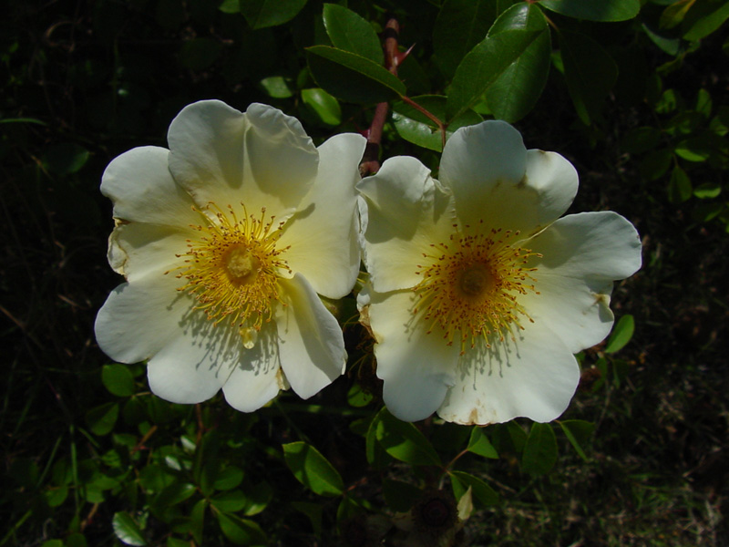 DSC55060