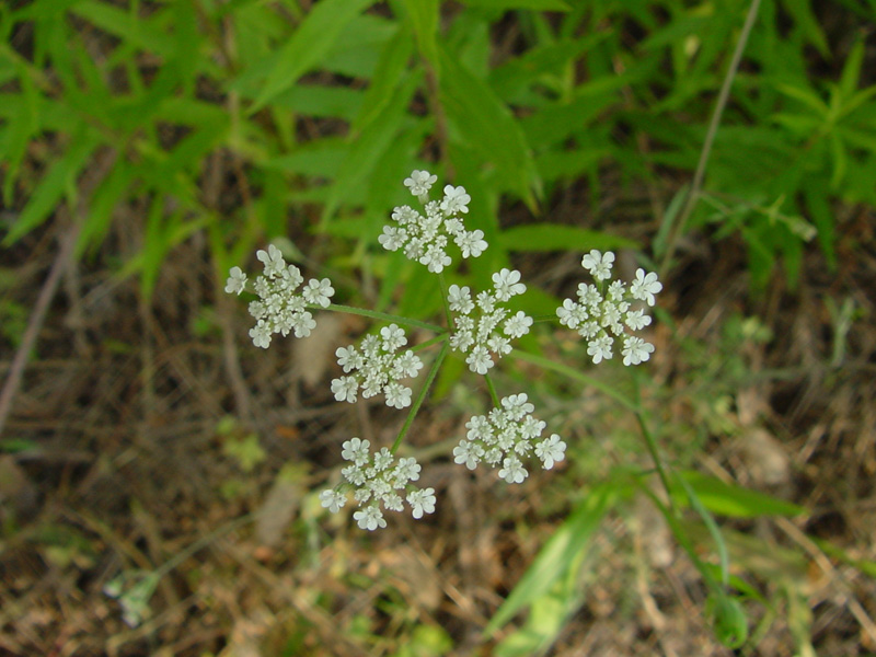 DSC55062