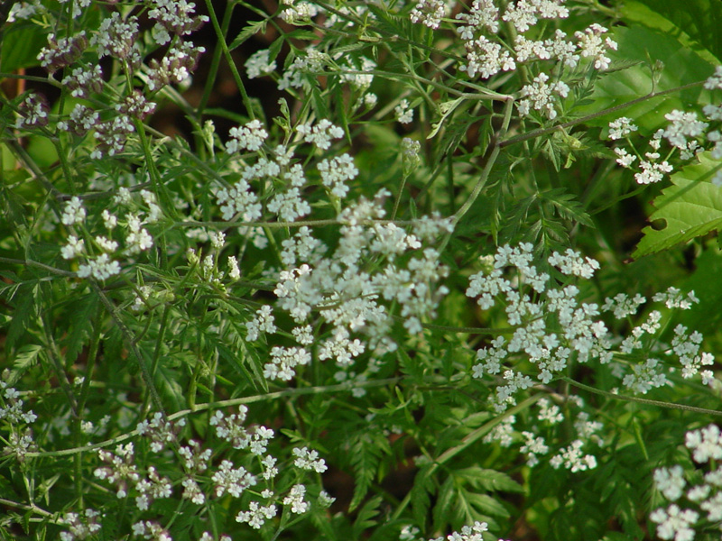 DSC55075