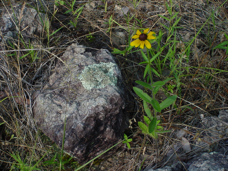 DSC55115