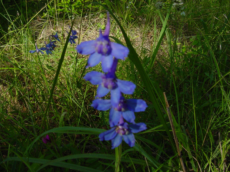 DSC55127
