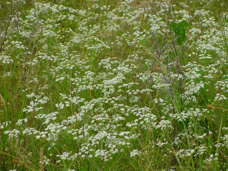 DSC56040