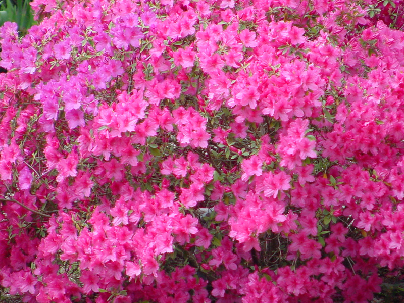 DSC65110