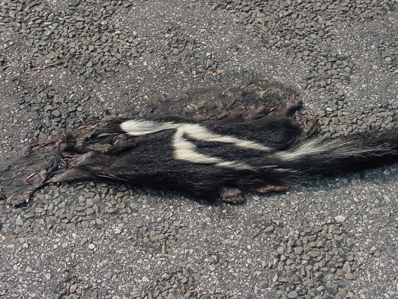 DSC00067